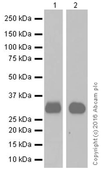 Western blot - Anti-Annexin A10/ANXA10 antibody [EPR19507] (AB213656)