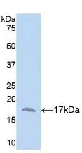 Western blot - Anti-Annexin A3/ANXA3 antibody [6#] (AB239582)