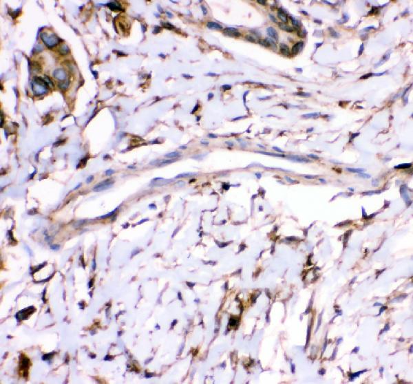 Immunohistochemistry (Formalin/PFA-fixed paraffin-embedded sections) - Anti-Annexin A3/ANXA3 antibody (AB127924)