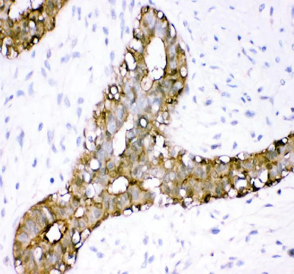 Immunohistochemistry (Formalin/PFA-fixed paraffin-embedded sections) - Anti-Annexin A3/ANXA3 antibody (AB127924)