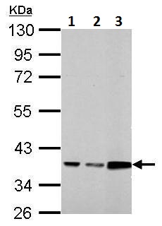 Western blot - Anti-Annexin A3/ANXA3 antibody (AB228761)