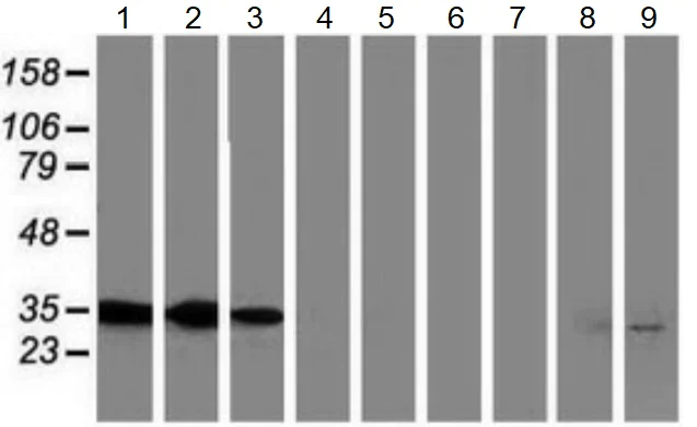 Western blot - Anti-Annexin A3/ANXA3 antibody [OTI5G4] - BSA and Azide free (AB273649)