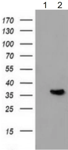 Western blot - Anti-Annexin A3/ANXA3 antibody [OTI5G4] - BSA and Azide free (AB273649)