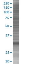 Annexin IV overexpression 293T lysate (whole cell)