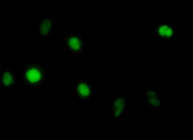 Immunocytochemistry/ Immunofluorescence - Anti-Annexin V/ANXA5 antibody [1F4-1A5] (AB54775), expandable thumbnail