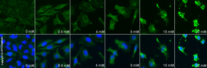 Immunocytochemistry/ Immunofluorescence - Anti-Annexin V/ANXA5 antibody [1F4-1A5] (ab54775), expandable thumbnail