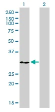 Western blot - Anti-Annexin V/ANXA5 antibody [1F4-1A5] (AB54775)