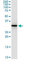 Western blot - Anti-Annexin V/ANXA5 antibody [1F4-1A5] (AB54775), expandable thumbnail