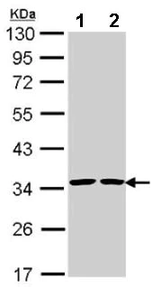Western blot - Anti-Annexin V/ANXA5 antibody (AB137823)