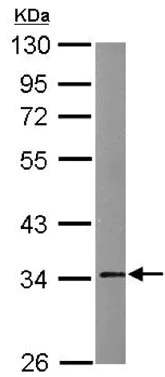 Western blot - Anti-Annexin V/ANXA5 antibody (AB137823)