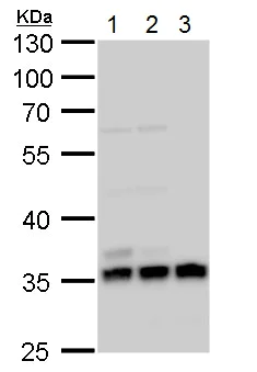 Western blot - Anti-Annexin V/ANXA5 antibody (AB140068)