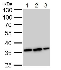 Western blot - Anti-Annexin V/ANXA5 antibody (AB140068)