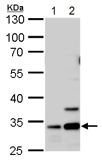 Western blot - Anti-Annexin V/ANXA5 antibody (AB140068)