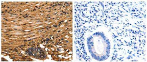 Immunohistochemistry (Formalin/PFA-fixed paraffin-embedded sections) - Anti-Annexin V/ANXA5 antibody (AB182646)