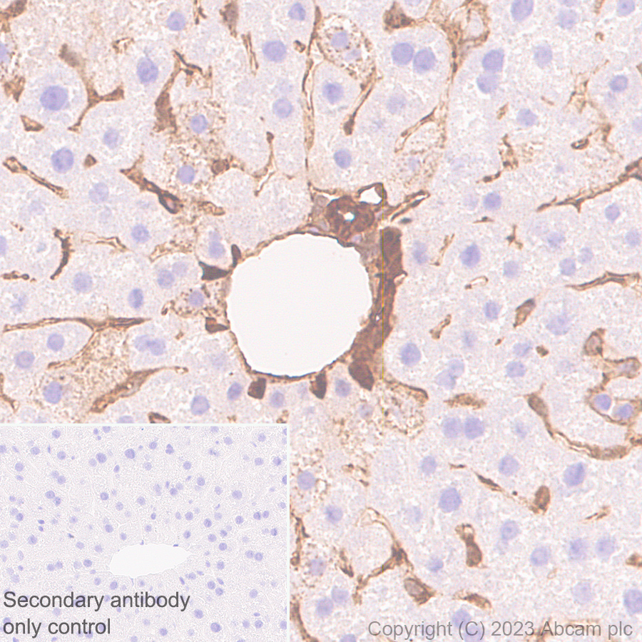 Immunohistochemistry (Formalin/PFA-fixed paraffin-embedded sections) - Anti-Annexin V/ANXA5 antibody [EPR28047-61] (ab313581), expandable thumbnail