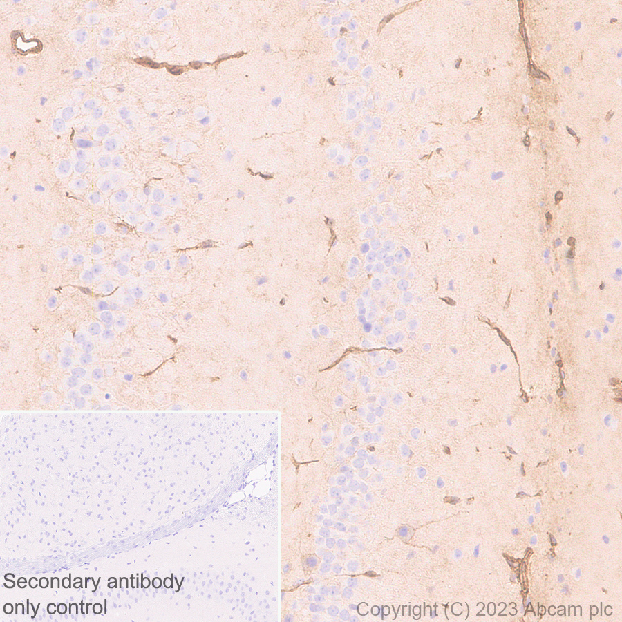 Immunohistochemistry (Formalin/PFA-fixed paraffin-embedded sections) - Anti-Annexin V/ANXA5 antibody [EPR28047-61] (ab313581), expandable thumbnail
