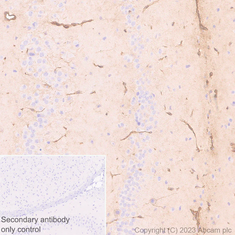 Immunohistochemistry (Formalin/PFA-fixed paraffin-embedded sections) - Anti-Annexin V/ANXA5 antibody [EPR28047-61] (AB313581)