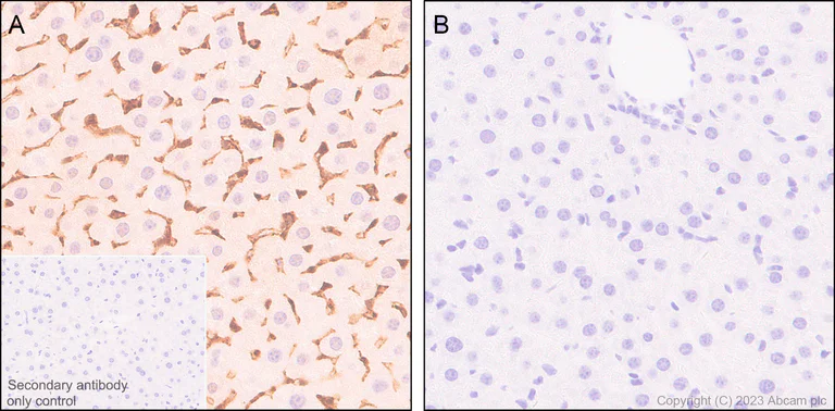 Immunohistochemistry (Formalin/PFA-fixed paraffin-embedded sections) - Anti-Annexin V/ANXA5 antibody [EPR28047-61] (AB313581)