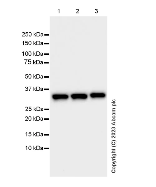 Western blot - Anti-Annexin V/ANXA5 antibody [EPR28047-61] (AB313581)