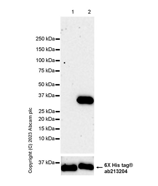 Western blot - Anti-Annexin V/ANXA5 antibody [EPR28047-61] (ab313581), expandable thumbnail