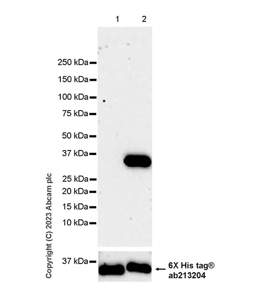 Western blot - Anti-Annexin V/ANXA5 antibody [EPR28047-61] (AB313581)