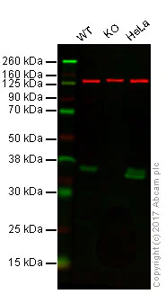 Western blot - Anti-Annexin V/ANXA5 antibody [EPR3979] (AB108321)