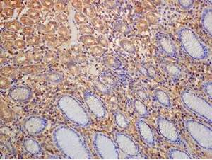 Immunohistochemistry (Formalin/PFA-fixed paraffin-embedded sections) - Anti-Annexin V/ANXA5 antibody [EPR3979] - BSA and Azide free (AB247629)