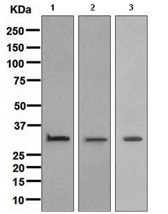Western blot - Anti-Annexin V/ANXA5 antibody [EPR3979] - BSA and Azide free (AB247629), expandable thumbnail