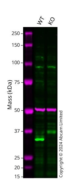Western blot - Anti-Annexin V/ANXA5 antibody [EPR3979] - BSA and Azide free (AB247629), expandable thumbnail