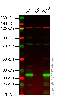 Western blot - Anti-Annexin V/ANXA5 antibody [EPR3980] (AB108194)