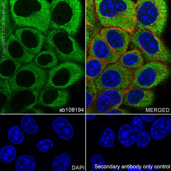 Immunocytochemistry/ Immunofluorescence - Anti-Annexin V/ANXA5 antibody [EPR3980] - BSA and Azide free (AB239922)
