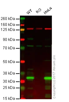 Western blot - Anti-Annexin V/ANXA5 antibody [EPR3980] - BSA and Azide free (AB239922)