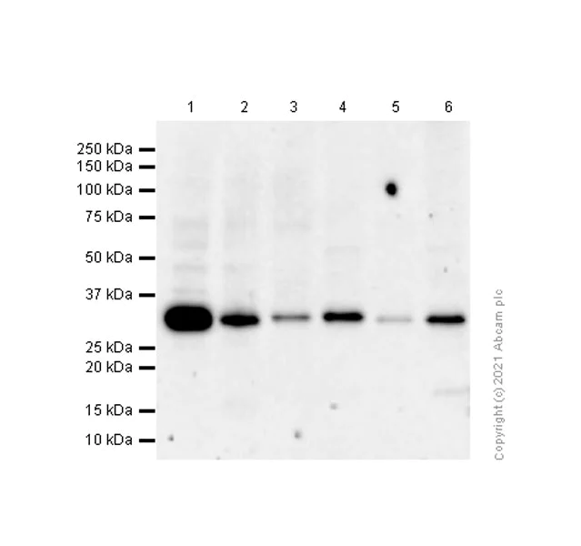 Western blot - Anti-Annexin V/ANXA5 antibody [EPR3980] - BSA and Azide free (AB239922)
