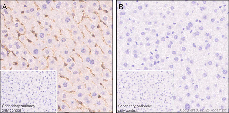 Immunohistochemistry (Formalin/PFA-fixed paraffin-embedded sections) - Anti-Annexin V/ANXA5 antibody [RM1317] (AB325388)