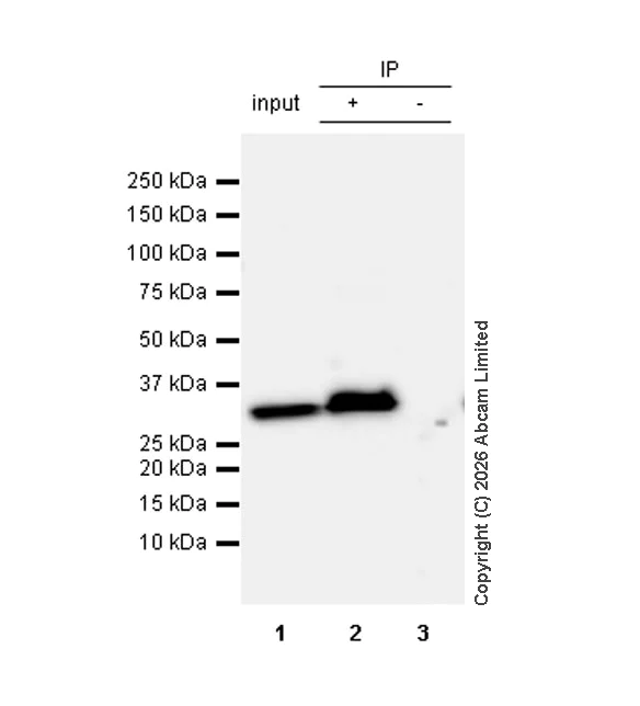 Immunoprecipitation - Anti-Annexin V/ANXA5 antibody [RM1317] (AB325388)