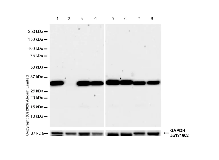 Western blot - Anti-Annexin V/ANXA5 antibody [RM1317] (AB325388)
