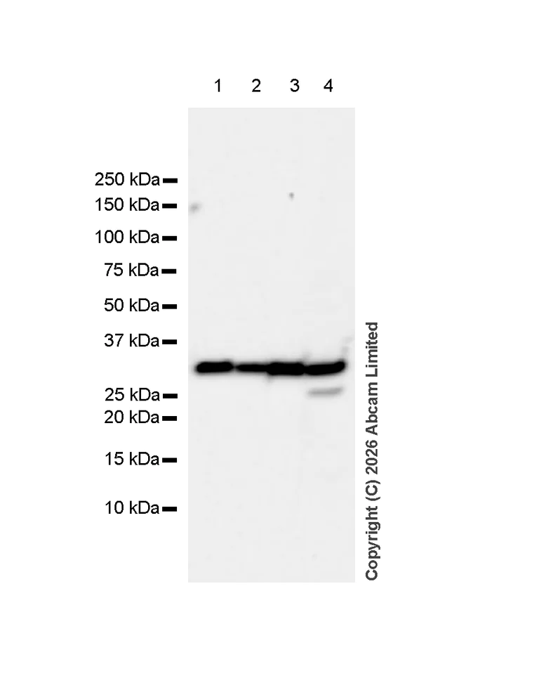 Western blot - Anti-Annexin V/ANXA5 antibody [RM1317] (AB325388)