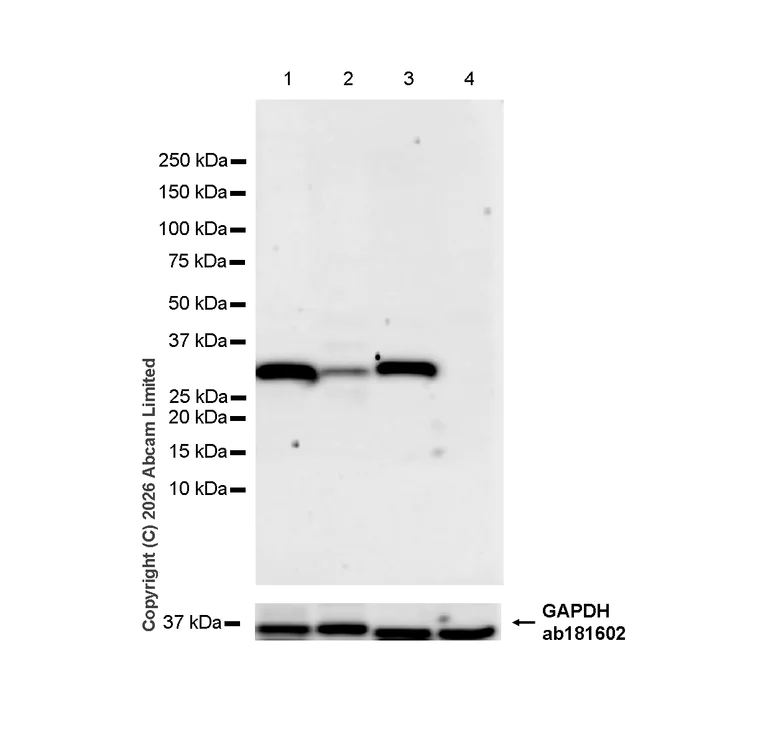 Western blot - Anti-Annexin V/ANXA5 antibody [RM1317] (AB325388)