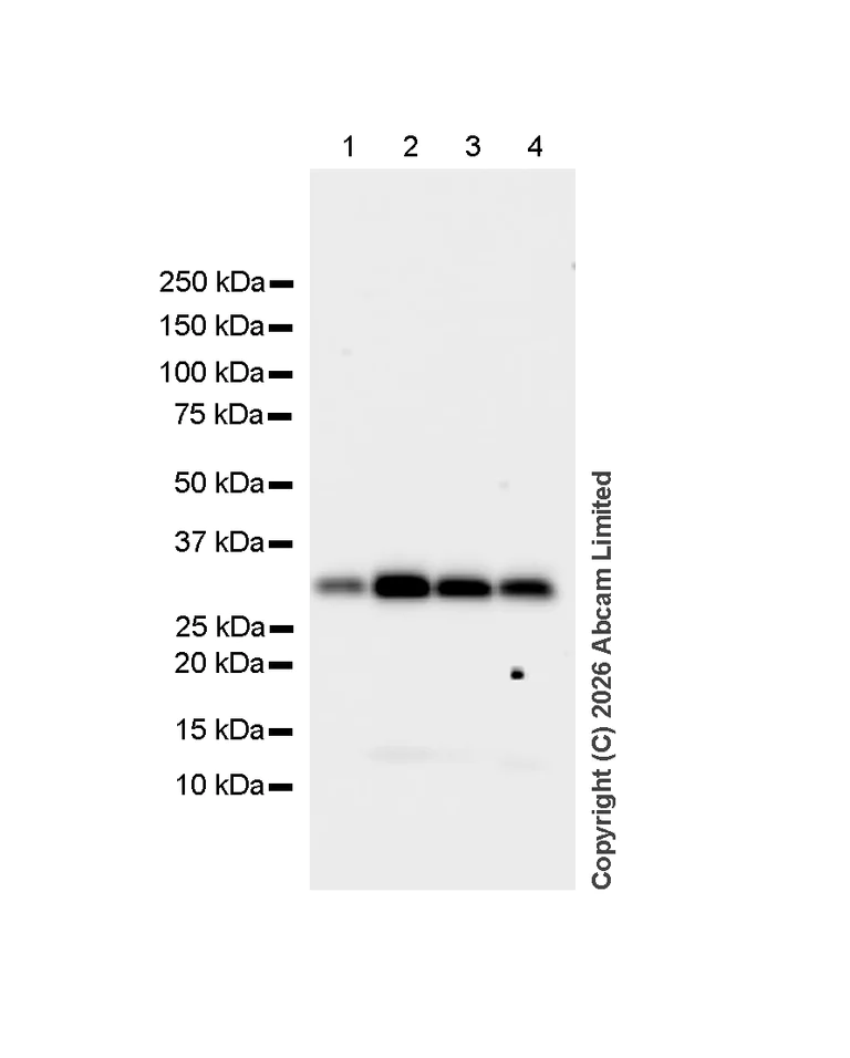 Western blot - Anti-Annexin V/ANXA5 antibody [RM1317] (AB325388)