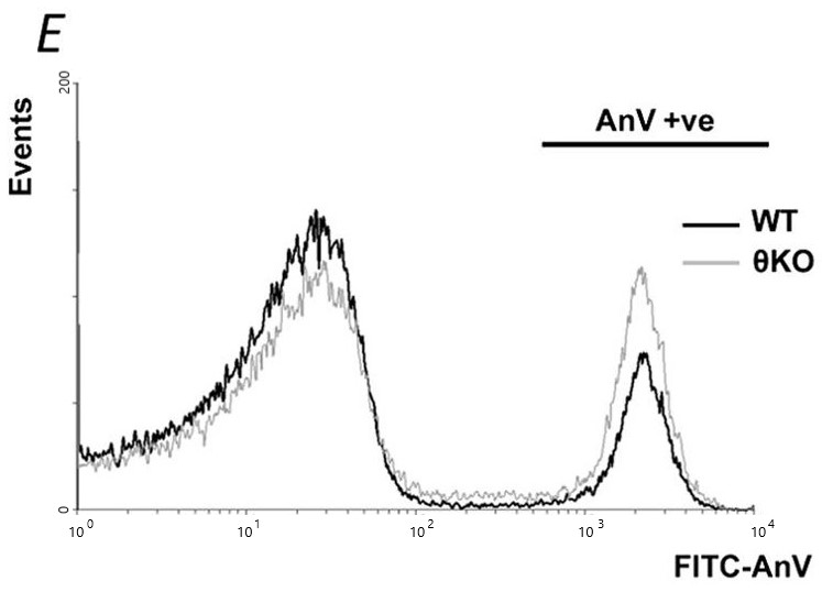 Flow Cytometry - Annexin V/ANXA5-FITC Apoptosis Detection Reagent (500X) (AB14082), expandable thumbnail