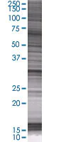 SDS-PAGE - Annexin V/ANXA5 overexpression 293T lysate (whole cell) (AB76216)
