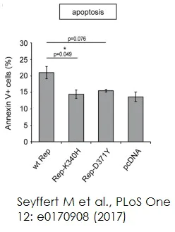 Flow Cytometry - Annexin V-Cy5 Apoptosis Staining / Detection Kit (AB14150)