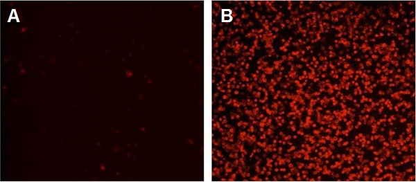 Flow Cytometry - Annexin V-iFluor 594 Apoptosis Detection Kit (AB219918), expandable thumbnail