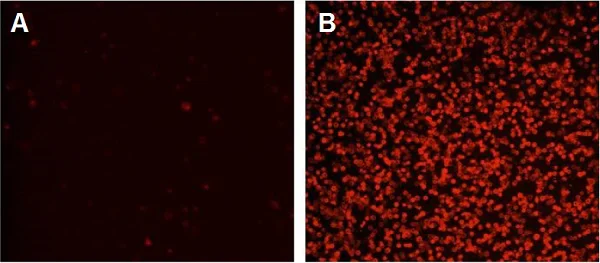 Flow Cytometry - Annexin V-iFluor 594 Apoptosis Detection Kit (AB219918)