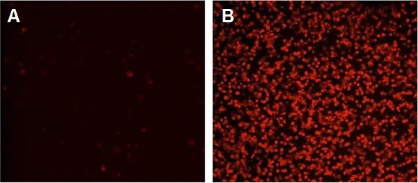 Flow Cytometry - Annexin V-iFluor 594 Apoptosis Staining / Detection Reagent (AB219906)