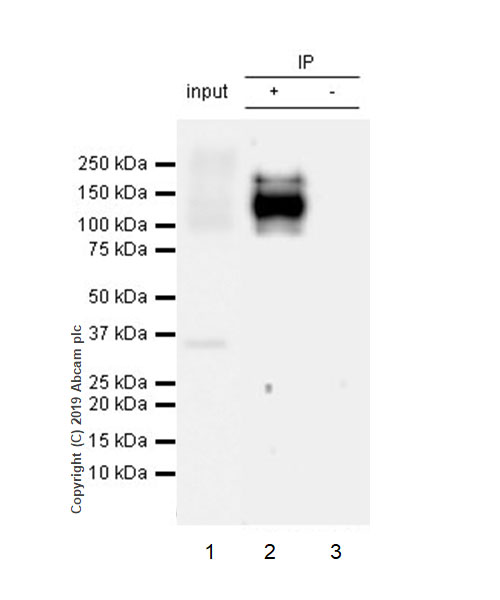 Immunoprecipitation - Anti-ANO6 antibody [EPR20910-105] (AB234422), expandable thumbnail