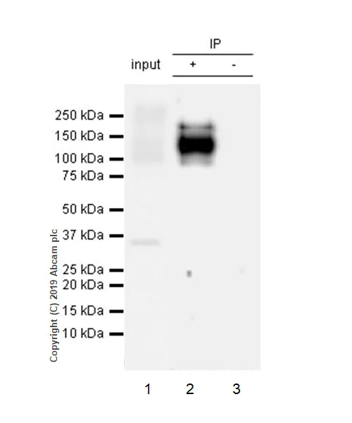 Immunoprecipitation - Anti-ANO6 antibody [EPR20910-105] - BSA and Azide free (AB256302)