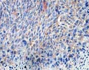 Immunohistochemistry (Formalin/PFA-fixed paraffin-embedded sections) - Anti-ANO9 antibody (AB140087), expandable thumbnail