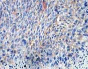 Immunohistochemistry (Formalin/PFA-fixed paraffin-embedded sections) - Anti-ANO9 antibody (AB140087)