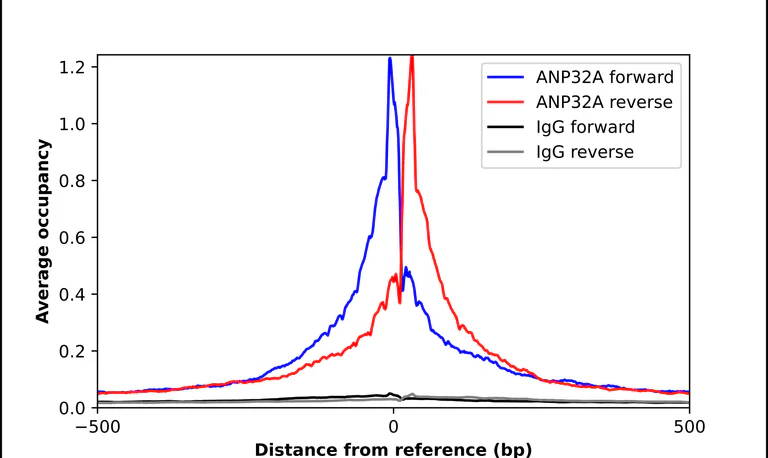 ChIP - Anti-ANP32A Antibody (AB327267)